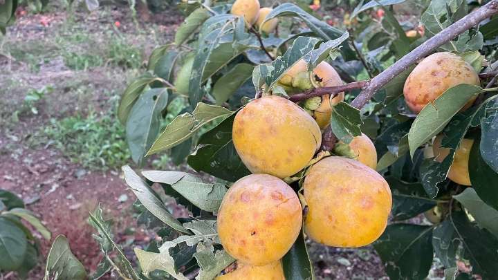La repentina tormenta deja inservible más de 5 millones de caquis en plena recogida