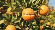 Pocos lo saben: por qué las naranjas se abren en el árbol y cómo evitarlo