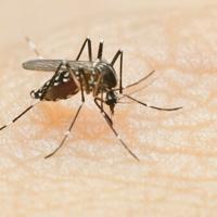 Two mosquito-borne illness cases confirmed in Yuma County