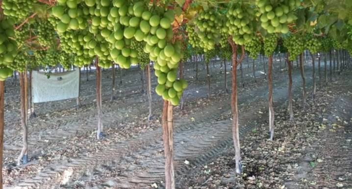 Talsa se expande en Ica: proyecta 500 hectáreas de uvas al 2029 pese a aranceles en EE.UU.
