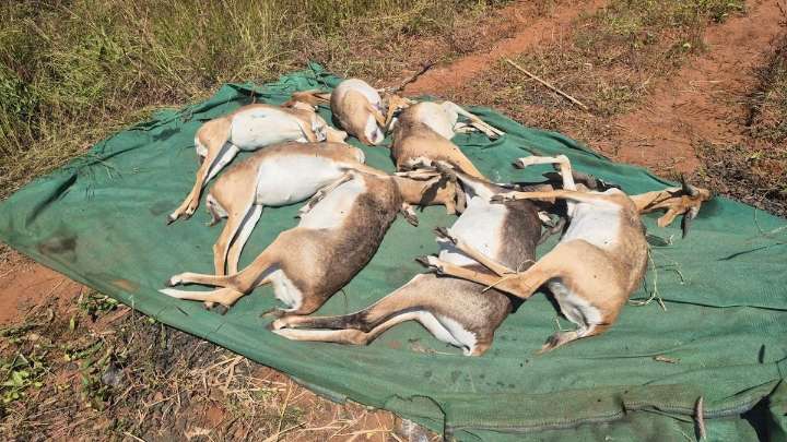 Two more blackbucks die at Belagavi zoo, toll reaches 30; probe ordered