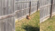 Internet Melts Over The Sweet Ways This Tennessee Dog Tries To Play With His Friend Next Door
