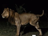 Jacob, el león de tres patas que desafió las reglas de la naturaleza