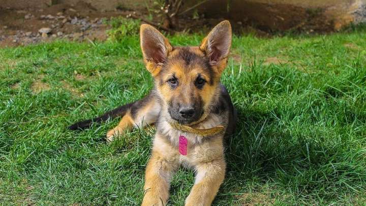 Golpe de calor en perros: qué temperatura es peligrosa y cómo actuar a tiempo