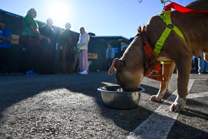 San Bernardino canines feast during annual holiday adoption event