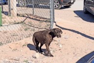 Agobian baches y perros callejeros a los residentes del suroriente
