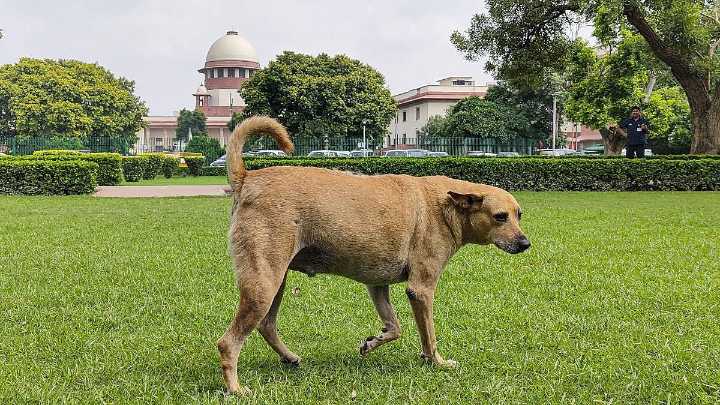 India SC directs for removal of stray dogs from schools and hospitals