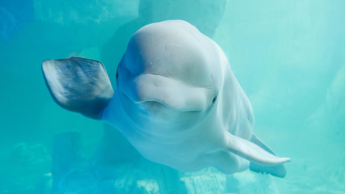 Kylu complix nou anys sent clau per a la ciència i l’educació