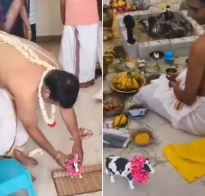 'Moo' ving innovation! Watch how 'toy cow' saves the day (and tradition)