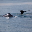 Study shows negative impact of offshore wind farms on whales and other marine mammals