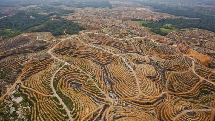 Nuevo paso atrás: la derecha europea logra aplazar otro año la prohibición de importar productos que causen deforestación
