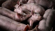 Assam Bans Pig Transport, Pork Sales As African Swine Fever Spreads To 297 Epicentres