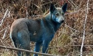 Descubren perros con pelaje azul en la zona de exclusión de Chernobyl
