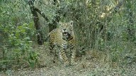 Mataron a una yaguareté reinsertada en El Impenetrable