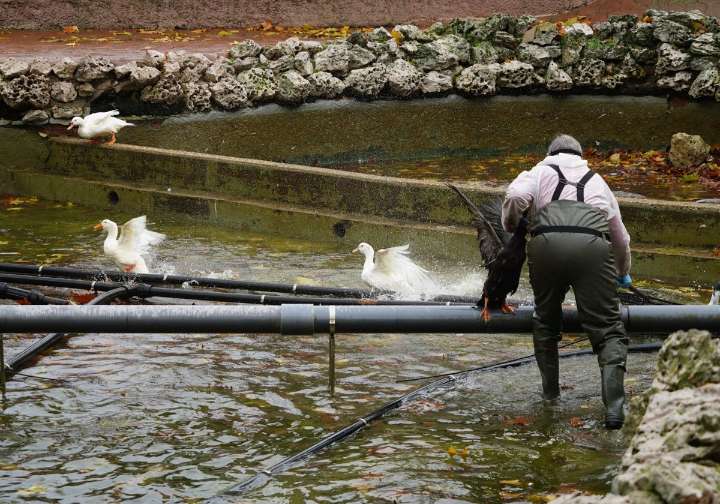¿Qué es la gripe aviar?
