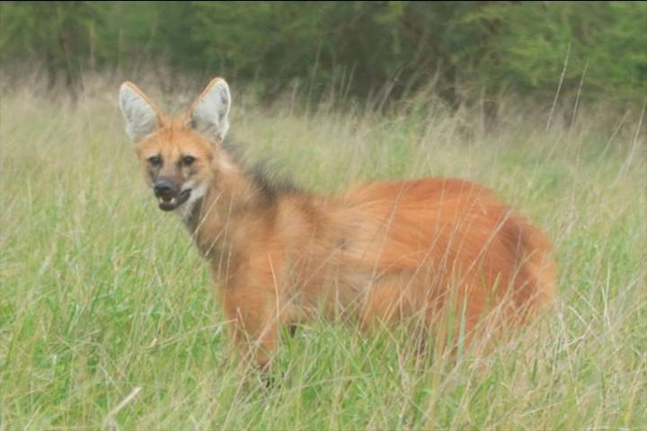 Aguará guazú “Chamarrita” murió atropellada en Uruguay: “Es la causa más común de muerte”