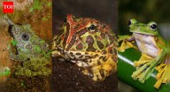 10 unique frog species that showcase nature’s most fascinating adaptations