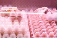 Mercadona modifica temporalmente su surtido de huevos por la gripe aviar