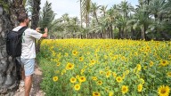 El Palmeral de Elche y los huertos de la Vega Baja y Murcia estarán conectados por una red turística