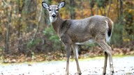 Bristol RI police investigate deer head left on house doorstep