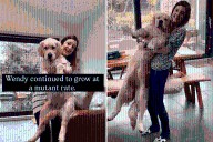 Woman’s Golden Retriever Puppy Won’t Stop Growing