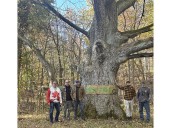 Swamp white oak winner of inaugural Best Tree in Chatham