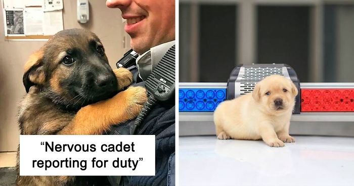 29 Times Police Puppies Tried To Act Tough But They Just Looked Adorable Instead
