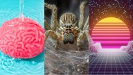 This Week in Science: Brain Rinse Cycle, World's Biggest Spider Web, And More!