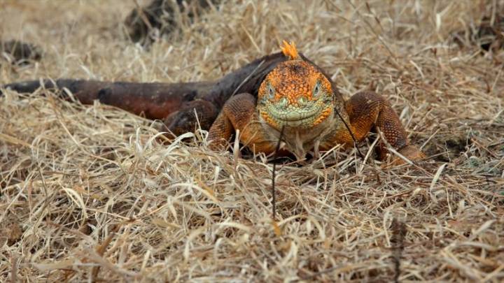 Las iguanas terrestres regresan a la Isla Santiago en las Islas Galápagos