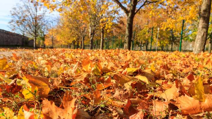 For The Best Leaf-Removal Method, Consider The Type Of Tree In Your Yard