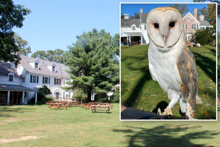 Search continues for Long Island barn owl who flew the coop