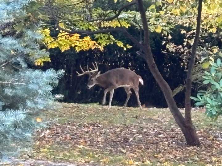 Oh, deer: Rutting bucks are snacking their way across Staten Island