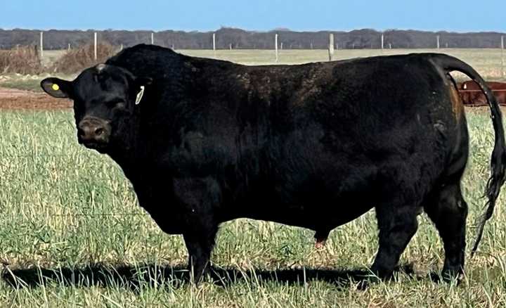 Se invirtieron en ganadería más de u$s 20 mil millones