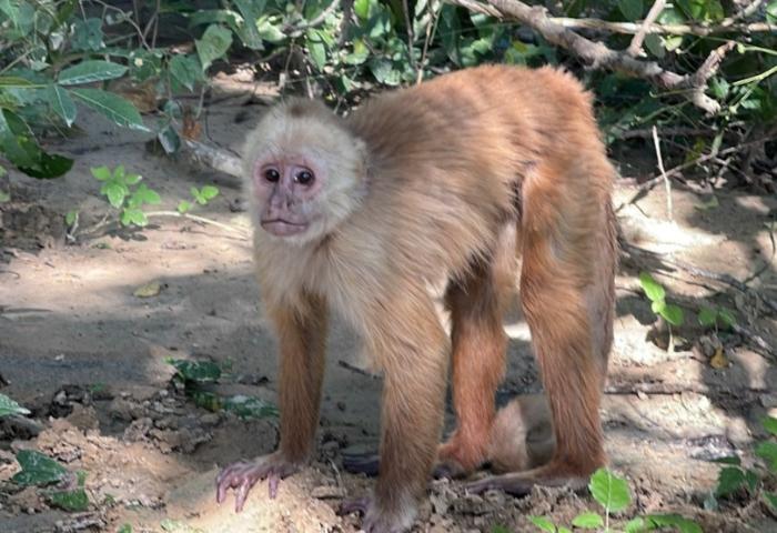 Corpamag liberó más de 90 animales silvestres en el Magdalena
