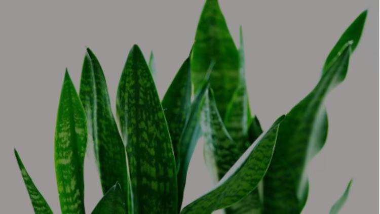 Estas plantas ayudan a absorber la humedad del baño