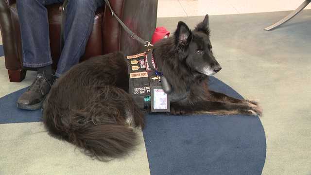 Life Changing Service Dogs For Veterans are helping heroes