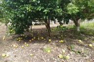 Plagas atacan los cultivos de limón y naranja agria en el Oriente de Yucatán