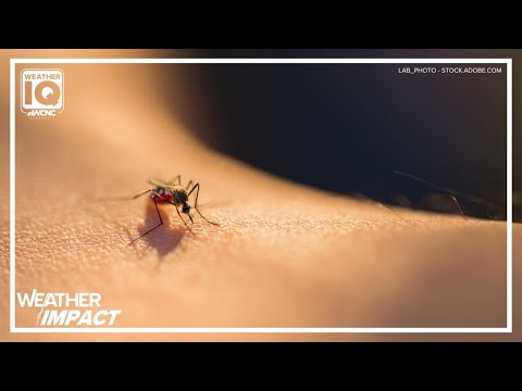 Here's how mosquitoes fare in cold weather