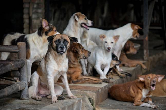 ‘Dog eaters will prey on strays’ Fears after dog meat is banned in Jakarta