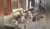 Removal of community dogs from residential areas illegal, says animal welfare group
