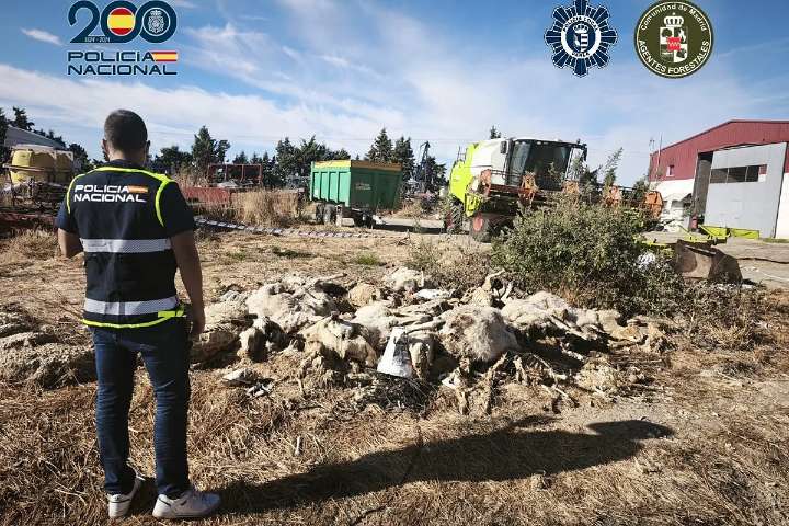 Detenido por maltratar hasta la muerte a 50 ovejas en una nave ganadera de Parla