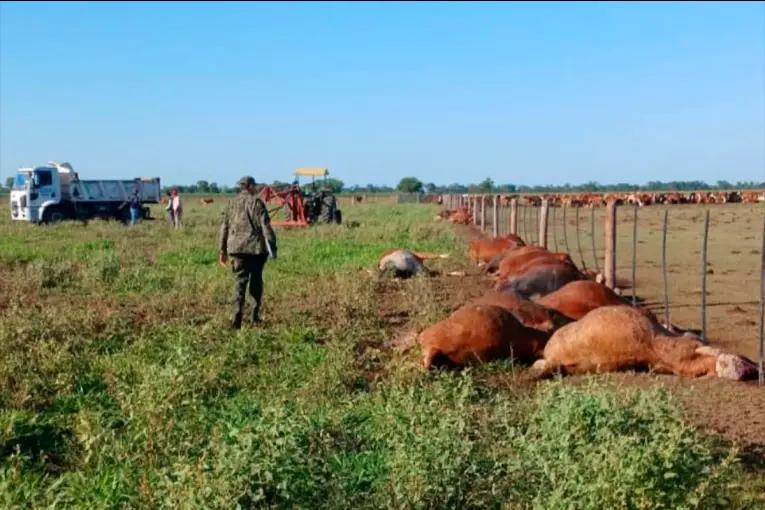 Un rayo mató a 31 novillos en un establecimiento rural del sudoeste chaqueño