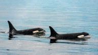 An Orca Birth Has Been Captured On Camera In The Wild For The First Time
