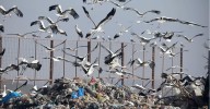 Gaviotas y cigüeñas transportan cientos de kilos de plástico desde los vertederos hasta la Bahía de Cádiz