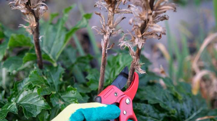 10 Plants That Need To Be Cut Back After The First Frost