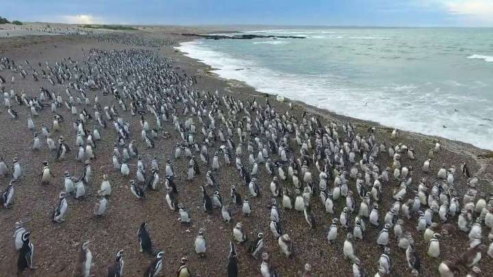 Pingüinos en Punta Tombo: el paraíso patagónico que cautiva cada primavera y las claves para recorrerlo