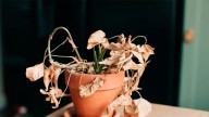 El método casero que promete revivir plantas en 24 horas con solo tres ingredientes