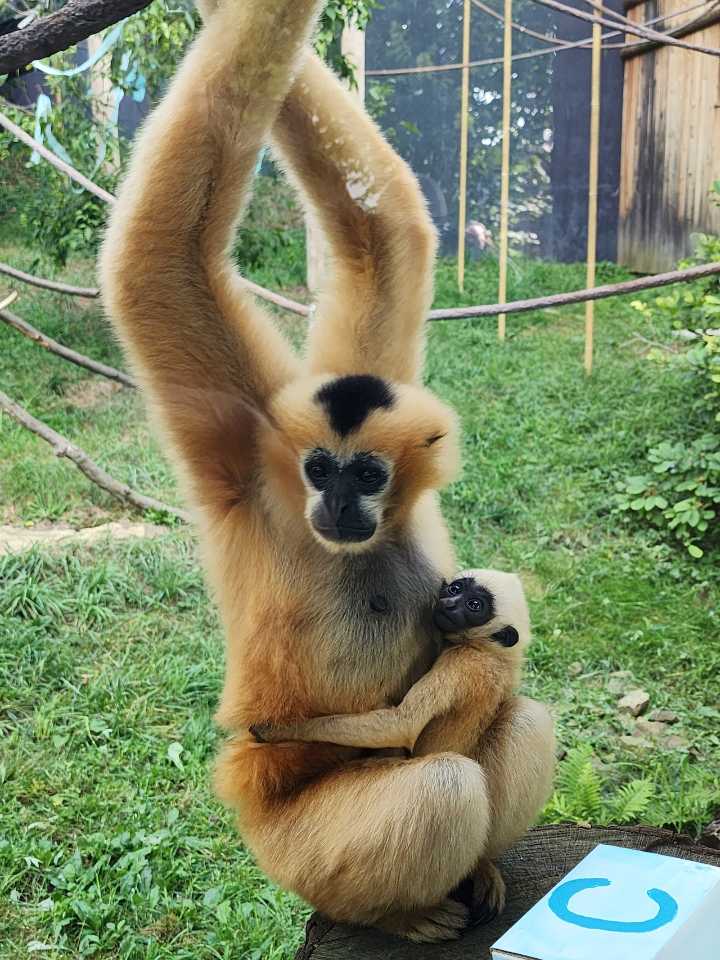 How to get free or discounted admission to Akron Zoo in November