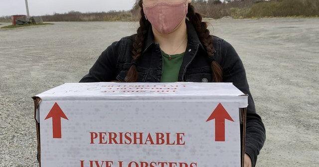 Researchers find microplastics in the tails of lobsters caught off Nova Scotia