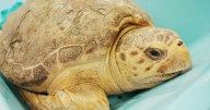 Massive loggerhead turtle released back into ocean after surviving 10
